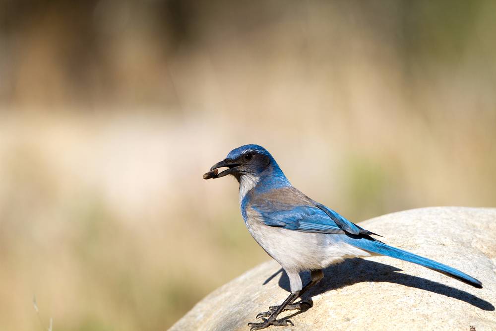 Western Scrub Jay